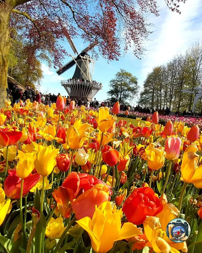 Netherlands Keukenhof, Netherlands